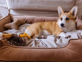 Best dog beds 2021: stylish, comfortable dog beds for kinds of dogs, and every owner’s budget