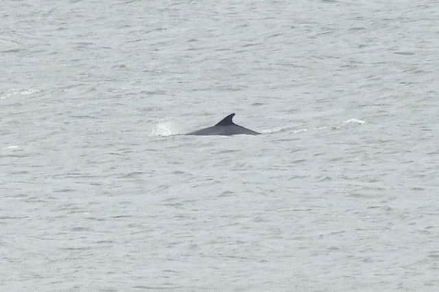 Bottlenose dolphins off the Sefton coast. Image: Green Sefton
