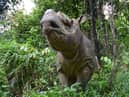 The Sumatran rhino has been battling extinction for nearly a million years, with problems beginning in the last Ice Age. 