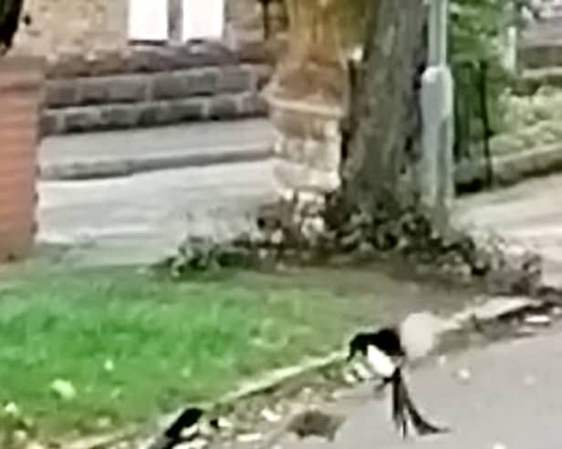 This is the moment a 'brave' brown rat took on two magpies in a Stoke-on-Trent street battle. 