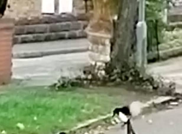 <p>This is the moment a 'brave' brown rat took on two magpies in a Stoke-on-Trent street battle. </p>