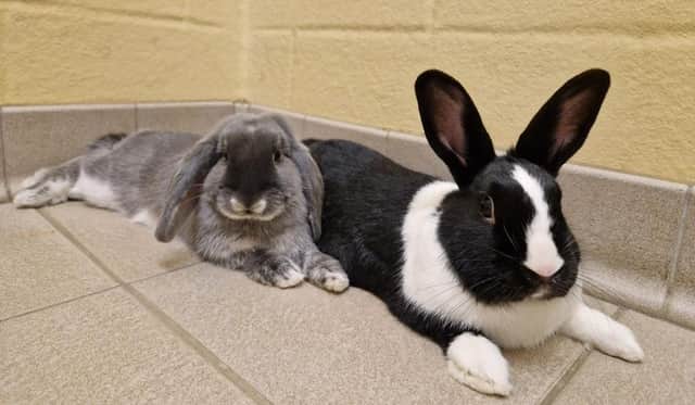 Roger and Mabel are up for adoption at Blue Cross this Christmas