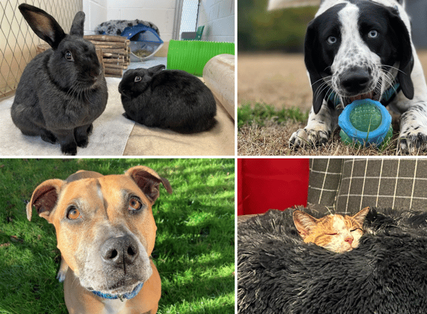 <p>Some of the animals looking for homes at Blue Cross</p>