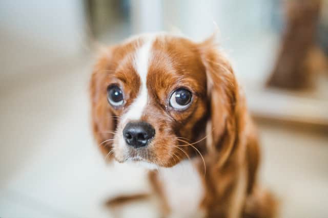 Dogs learn to give the puppy eyes when they’ve been told off