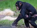 The newborn western chimpanzee, one of the world’s most endangered subspecies of chimpanzee, has already been embraced by his older sister, Chester Zoo revealed