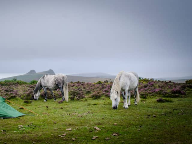 Wild camping on Dartmoor has been restricted after a new High Court ruling. (Credit: Adobe)