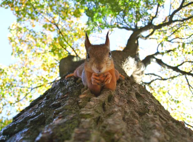 <p>Red Squirrel Appreciation Day 2023: Do they still exist in the UK and where can I see them? </p>