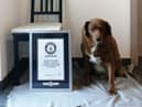 Oldest dog ever: Bobi the Rafeiro do Alentejo farm dog from Portugal breaks Guinness World Record