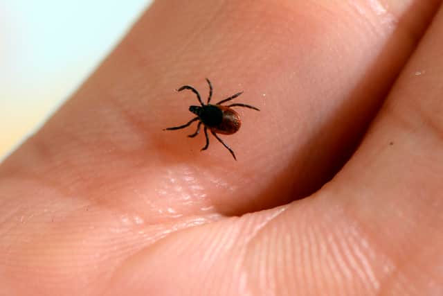 A picture taken at the French National Institute of Agricultural Research shows a tick (Photo by BERTRAND GUAY / AFP) (Photo by BERTRAND GUAY/AFP via Getty Images).