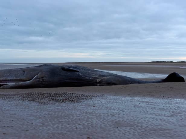 A marine life charity received calls about a stranded sperm whale (not pictured) on a beach at Cleethorpes at around noon on Good Friday. 