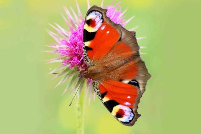 Heatwave and drought could put butterflies in trouble (photo: Trevor Goodfellow, Butterfly Conservation)