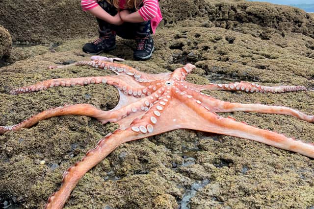 Lauren Austin with the seven foot octopus at Hopes Nose near Torquay, Devon. 