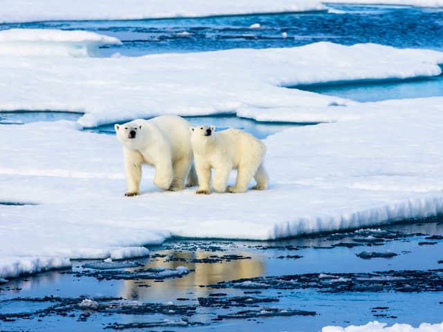 Should polar bears be kept in zoos? (photo: Polar bears in the wild)