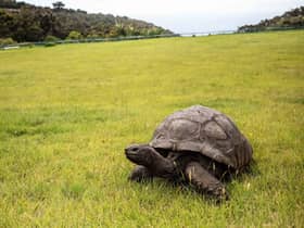 Jonathan, a Seychelles giant tortoise (photo: Getty Images)
