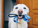 It's natural for dogs to get excited about going for a walk (photo: Adobe)