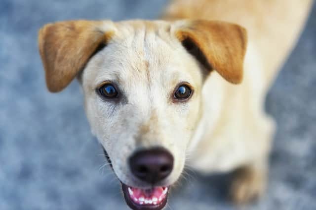It's easy to forget that bouncing pups will grow into wonderful adult dogs (photo: adobe)