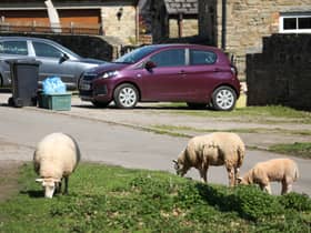 Residents claim the sheep are invading their properties