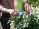 A list of 10 jobs will help to get your garden ready for spring