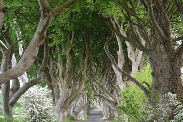 Dark Hedges in Northern Ireland is a great winter drive
