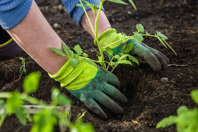 Gardening gloves are an essential for new gardeners (photo: Shutterstock)