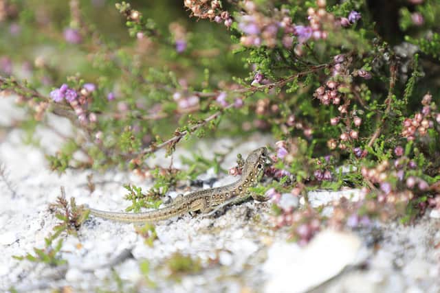 140 rare sand lizards have released back into the wild in Dorset (photo: Forestry England)