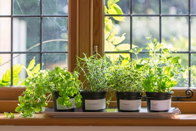 Placing basil plants on window sills can deter flies from coming inside (Photo: Shutterstock)