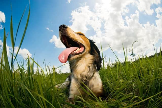 Dog owners should avoid walking in the hottest part of the day (Photo: Shutterstock)