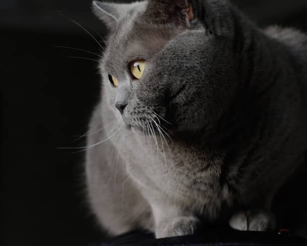 Oliver, a British Shorthair cat belonging to Catherine Musgrove.