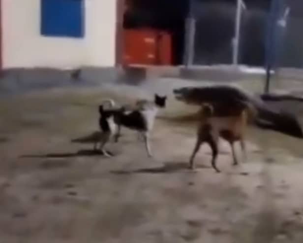 Three dogs chase off 10ft crocodile.