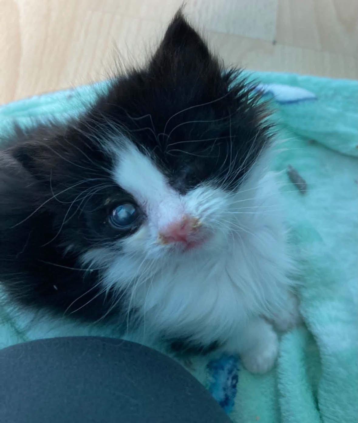 Meet the team behind Burnley's Furreal Cat Rescue at their first fundraiser