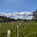 A newly planted woodland on the outskirts of Colne, planted by Ribble Rivers Trust