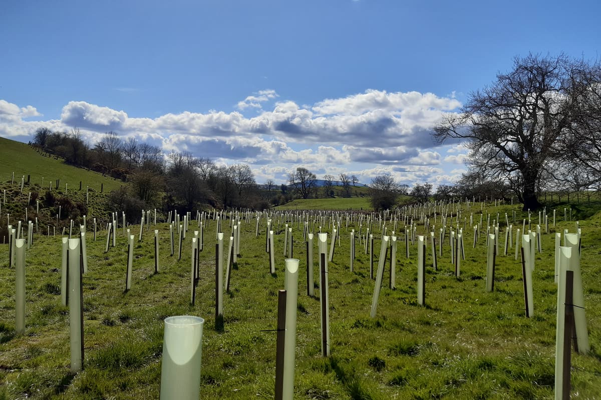 Photo : burnleyexpress.net 109 000 arbres plantés dans le Lancashire par des bénévoles