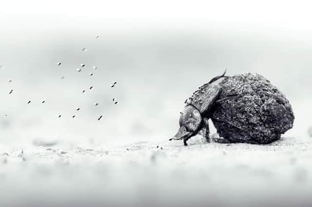 Labour of Love. Captured during a family game drive in Zimbabwe, the award-winning photograph features a determined dung beetle attempting to manoeuvre a ball of dung up a sandy slope