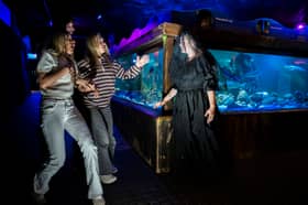 Halloween shoot at Sealife Blackpool, UK

Picture date: Tuesday September 16, 2025. Photo credit should read: Anthony Devlin


Photo by Anthony Devlin Photography © 2024.
No onward transmission or sub-licensing
