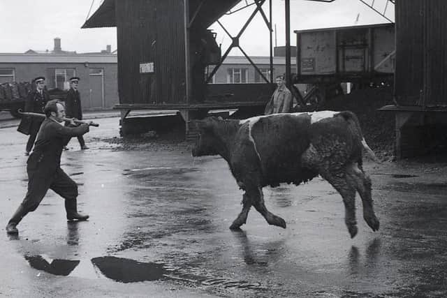 The escaped bullock causing havoc at Preston's cattle market on Brook Street