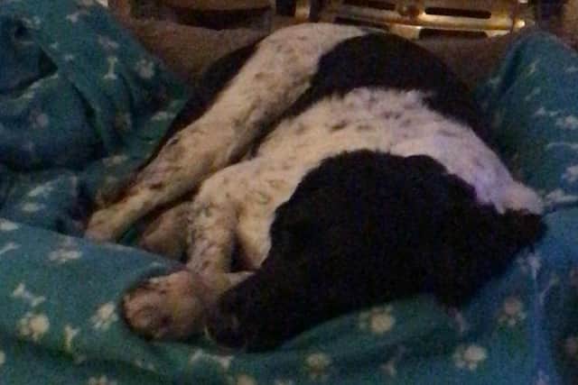 Springer Spaniel Max was ill or 24 hours with gastronestoeitisi