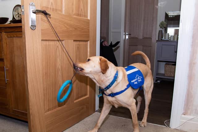 Support dog Casper prepares to pull a door shut
