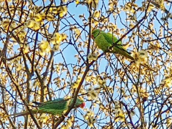 The parakeets caught on camera in Burnley by Helen Robinson