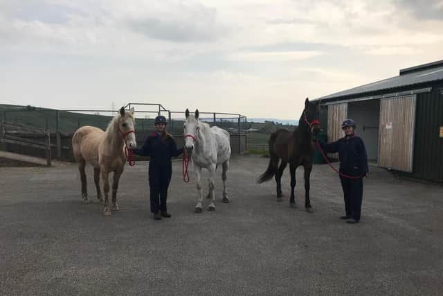 The three horses rescued by HAPPA,  Rainbow, Violet and Indigo, are on a long road to recovery in the hands of the expert team