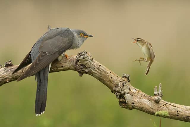 Keith's stunning image of a cuckoo and sedge warbler