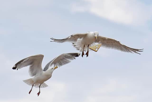 A seagull rescue mission in Fleetwood took 40 minutes