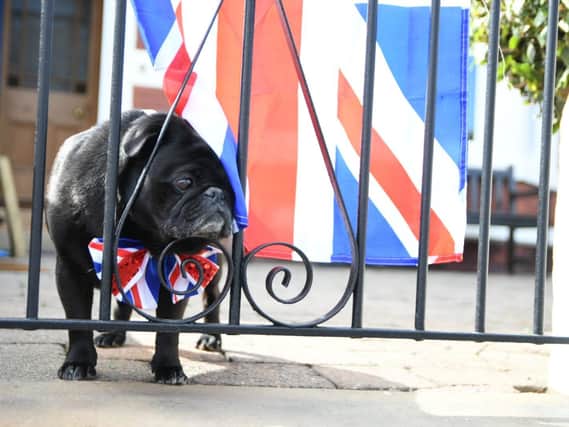 A four-legged friend shows his support for VE Day.