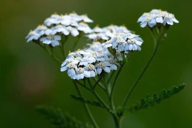 Yarrow was often called a blood herb  Picture: PEZIBEAR/PIXABAY