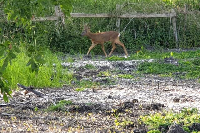 Deer has returned for the first time in many months to Craggs Farm in Padiham where plans are being made to build homes