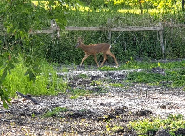 Deer has returned for the first time in many months to Craggs Farm in Padiham where plans are being made to build homes