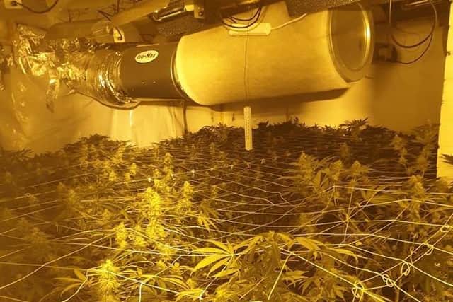 More than 500 cannabis plants were seized by police during a raid in Whitworth. (Credit: Lancashire Police)