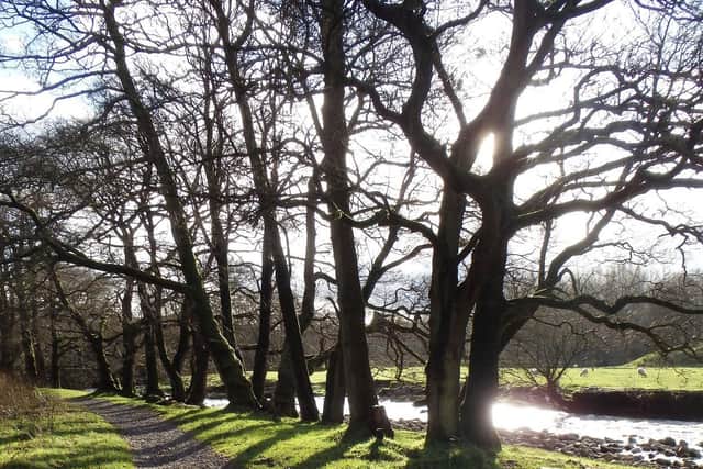 Beauty through the changing seasons - this photo shows a winter scene of a  riverside path in Bowland.