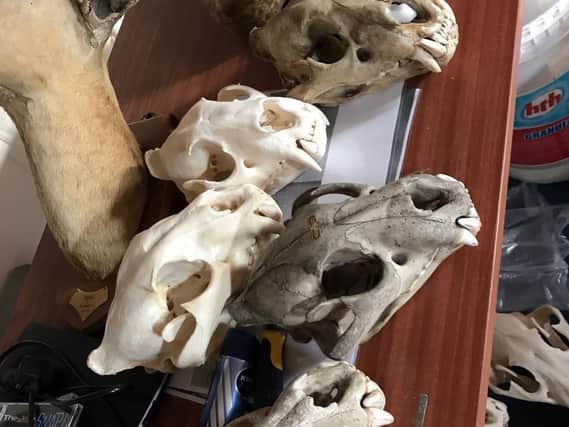 Officers found that Halstead had acquired tiger skulls from a dealer based in the Netherlands