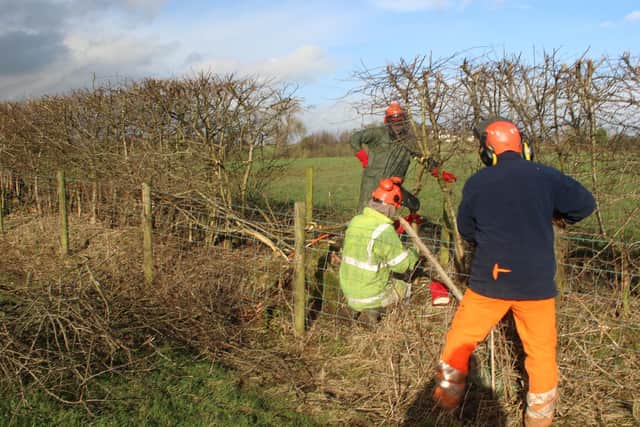 Learning the art of hedge laying