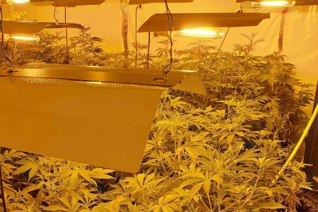 A second cannabis farm was uncovered in the Burnley Wood area of Burnley on Saturday afternoon (September 19). Pic: Lancashire Police
